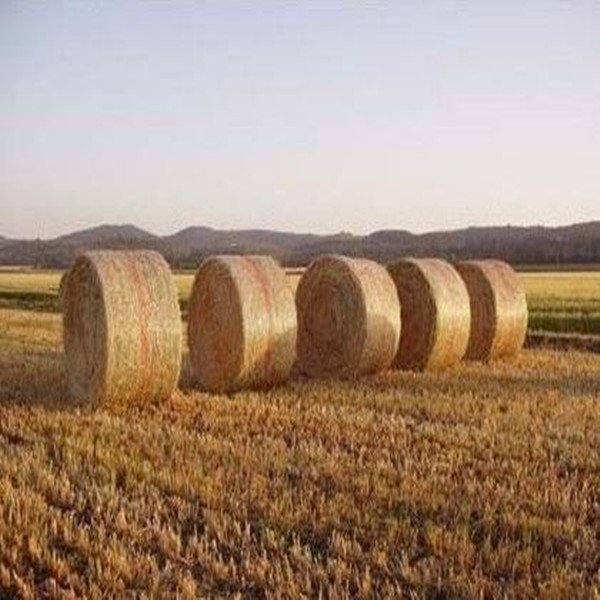 聚乙烯材质捆草网 1.23*3000米 聚乙烯材质捆草网 1.23*3000米