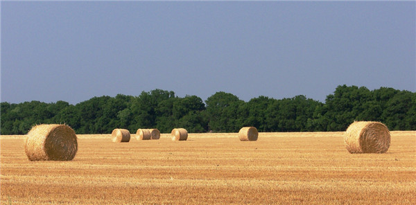 10g聚乙烯材质捆草网 常州厂家直销 10g聚乙烯材质捆草网 常州厂家直销